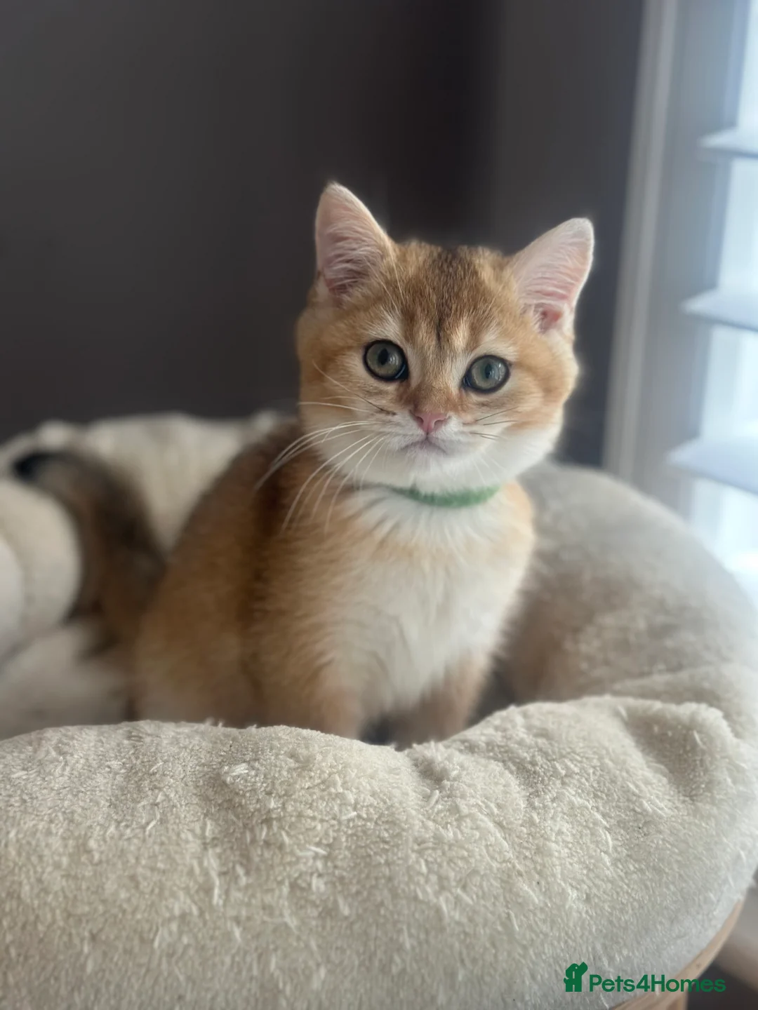 British Shorthair cats for sale: ‼️READY NOW‼️ - Advert 23