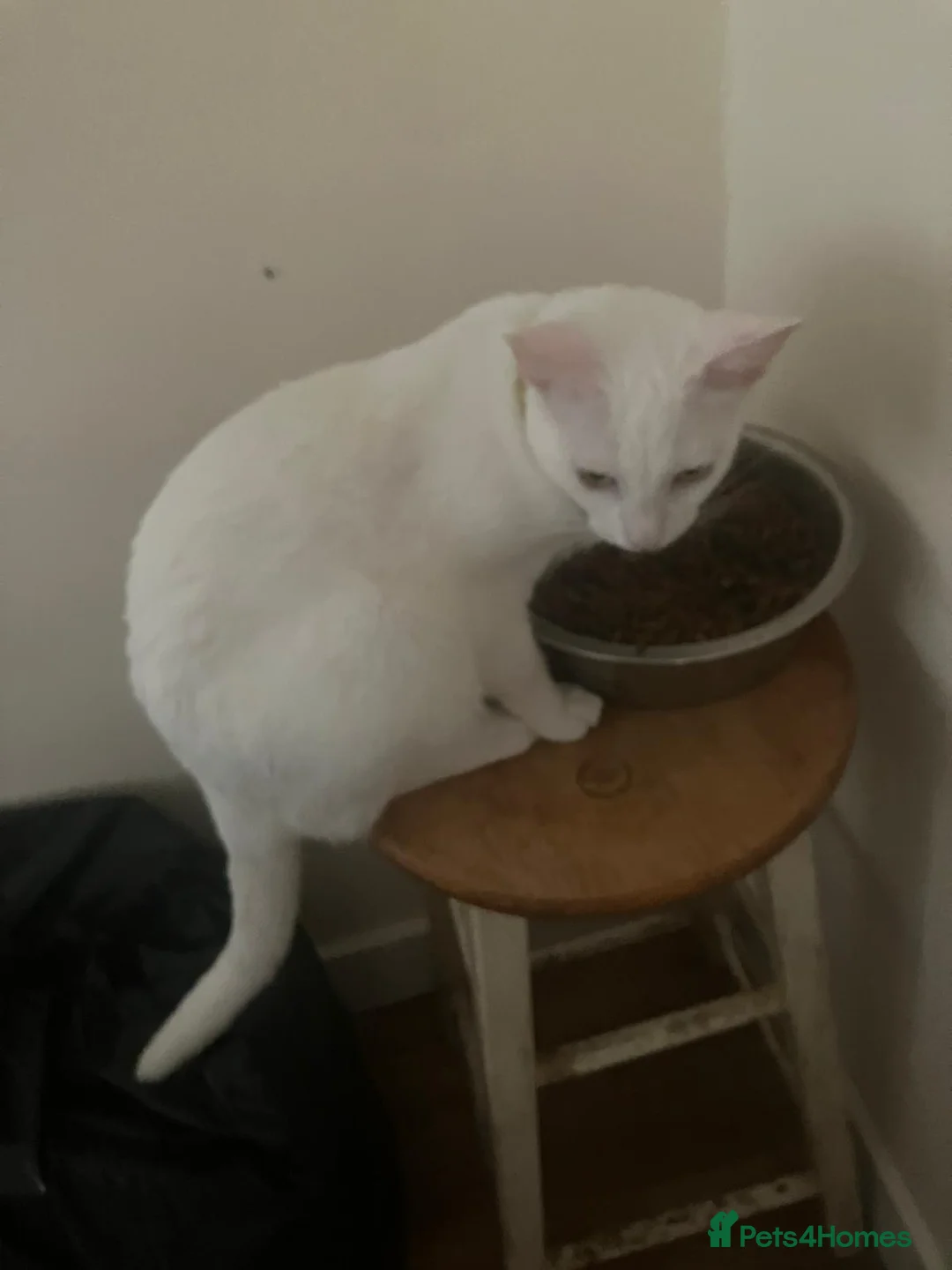 Mixed Breed cats for sale: 17 months old female cat  - Advert 2