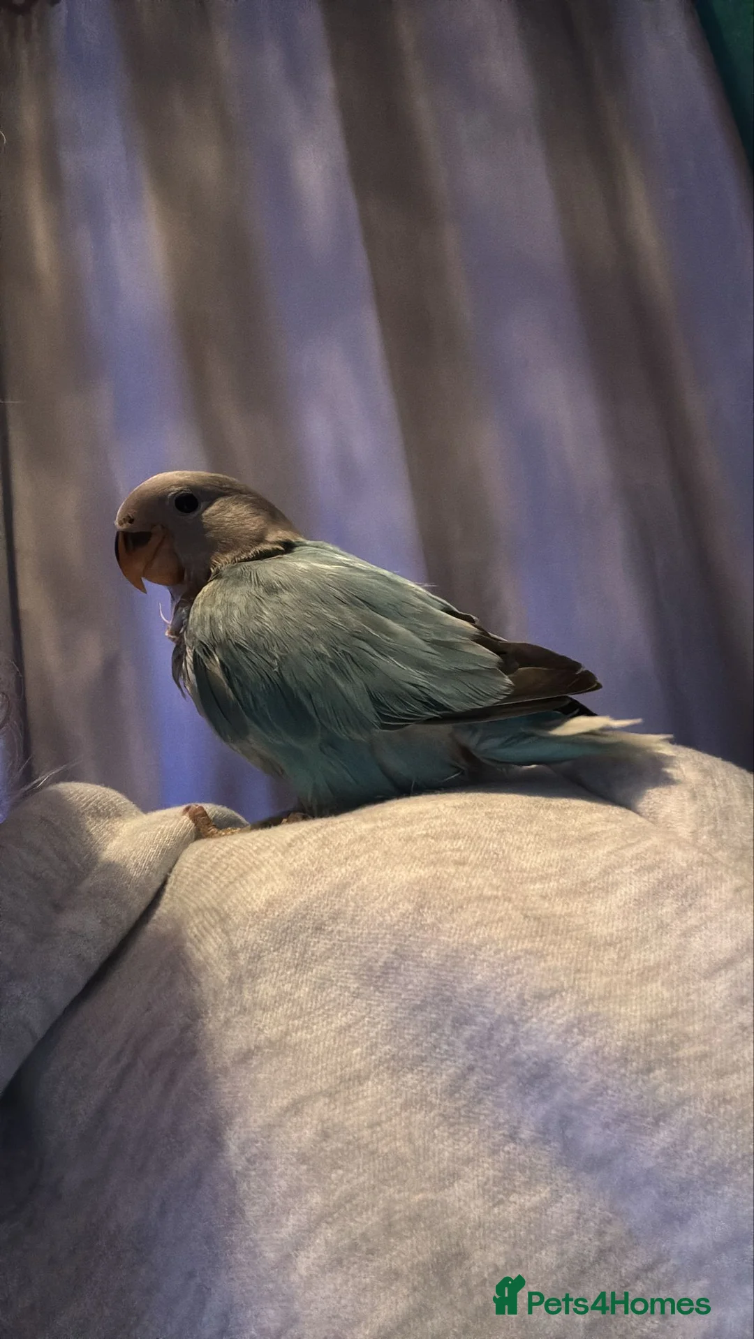 Lovebirds birds for sale: Hand reared love bird  - Advert 1