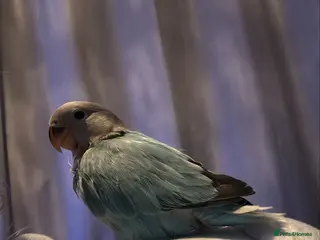 Lovebirds birds Hand reared love bird - Advert 1