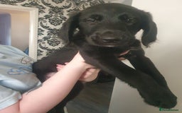 Labradoodle dogs for sale: ☆Ready to leave☆ CHUNKY PUPPIES ☆ - Advert 17