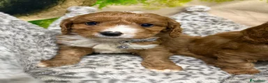 Cavapoo 1