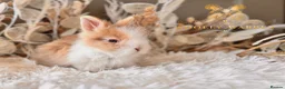 Lionhead rabbits for sale: Beautiful Fully Vaccinated Lionheads! - Advert 10