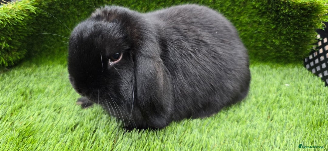 Mini Lop rabbits for sale: Mini lop x 3 males - Image 2