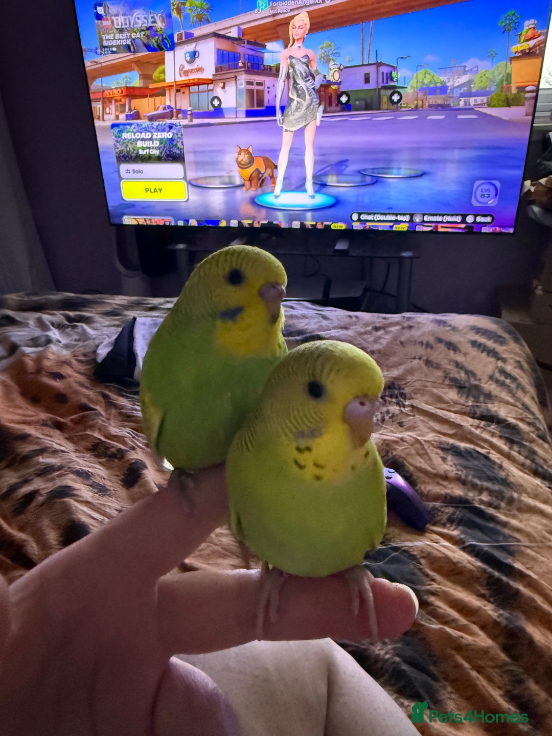 Budgerigars birds for sale: Two bonded hand tame budgies - Advert 1