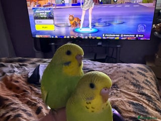 Budgerigars birds Two bonded hand tame budgies - Advert 1