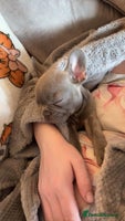 French Bulldog dogs - Advert 8