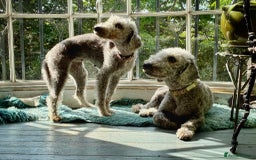 Bedlington Terrier dogs for sale: Beautiful baby Bedlington Terriers - Image 3