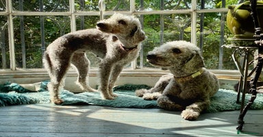 Bedlington Terrier dogs - Advert 11