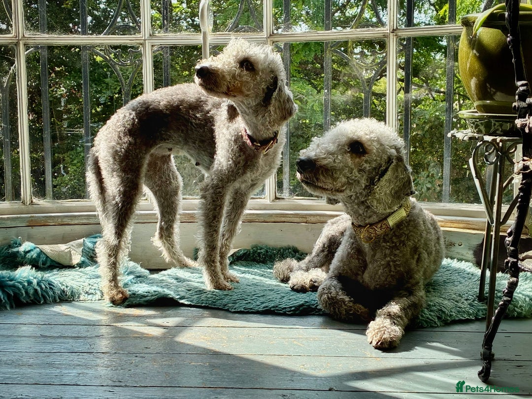 Bedlington Terrier dogs for sale: Beautiful baby Bedlington Terriers - Image 3