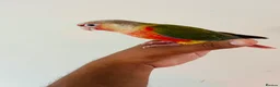 Conures birds for sale: Hand reared conures for sale  - Advert 17