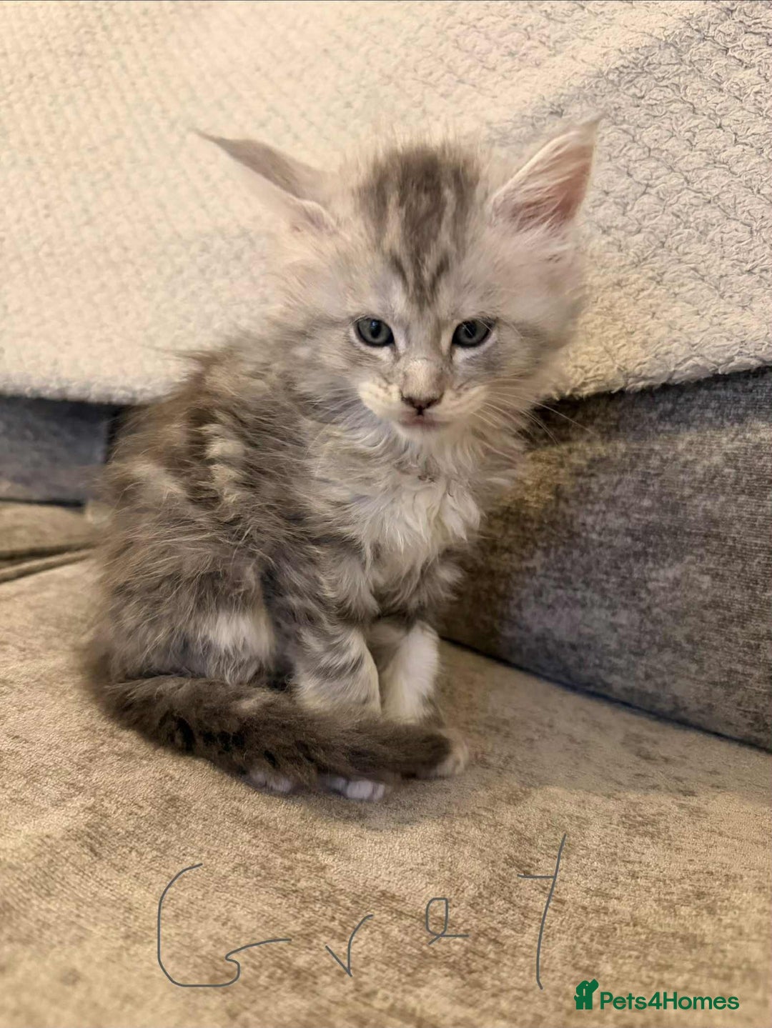 Maine Coon cats for sale: Maine coon kittens ready on 22/12/25 - Advert 3