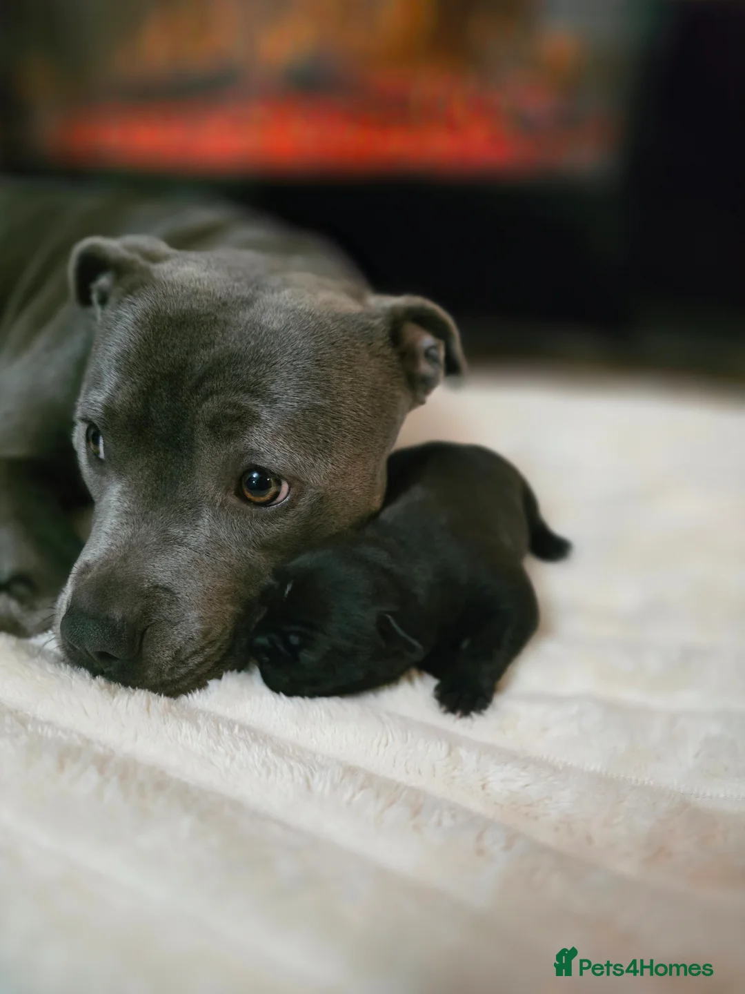 Staffordshire Bull Terrier dogs for sale: KC REGISTERED Staffordshire-bull-terrier Puppies  - Advert 8