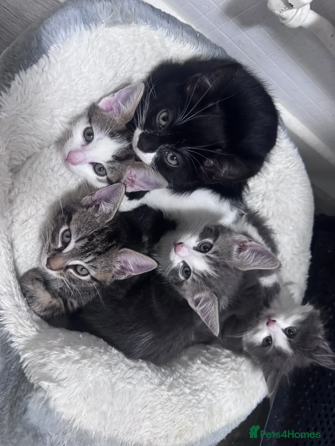 Mixed Breed cats for sale: Beautiful litter of kittens  - Advert 2