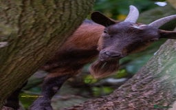 Goats livestock for sale: 3 male 2 female goats for sale .  - Image 2