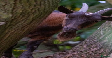 Goats livestock - Advert 3