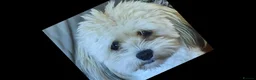 Mixed Breed dogs for sale: LOVELY KYI-LEO GIRL(Lhasa Apso/Maltese) CAN GO NOW - Advert 7