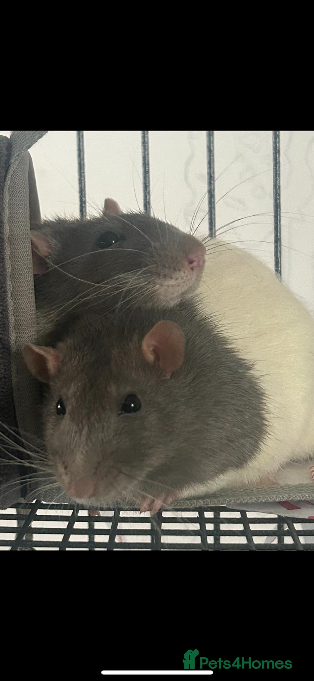 Rat rodents for sale: Brother rats. So cute and friendly. Kids handled - Image 6