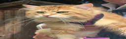 Siberian cats for sale: 2 gorgeous Registered Siberian Kittens - Advert 5