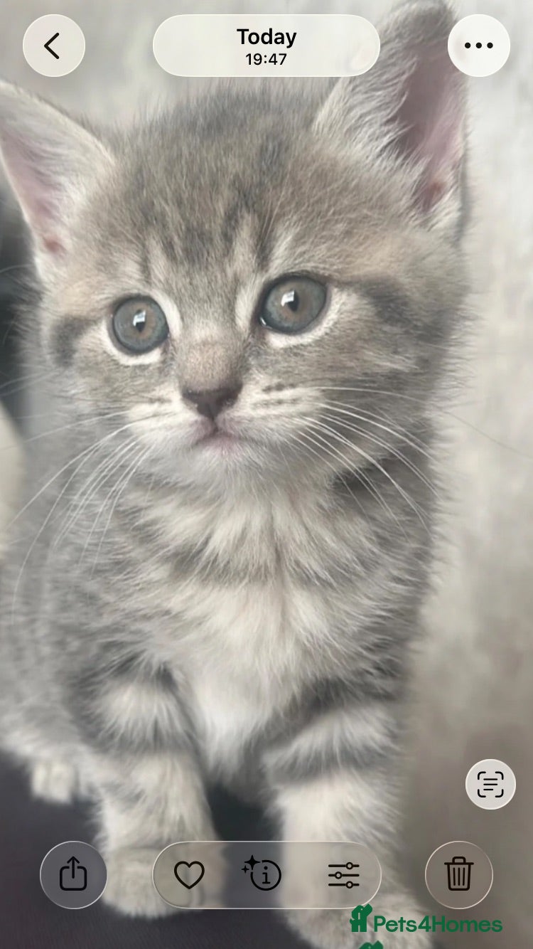 British Shorthair cats Ready for Rehoming - Advert 10