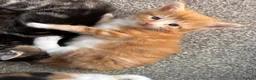 Mixed Breed cats for sale: Beautiful ginger boy. in Ipswich - Advert 5