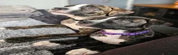 Mixed Breed dogs for sale: Ready to go.  Staffy + Cane corso  - Advert 7