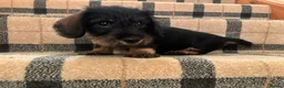 Miniature Dachshund dogs for sale: Miniature WIRE haired dachshund  - Advert 1