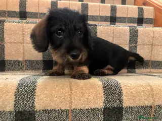 Miniature Dachshund dogs Miniature WIRE haired dachshund - Advert 6