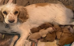 Cockapoo dogs for sale: Cockapoo puppies - Image 11