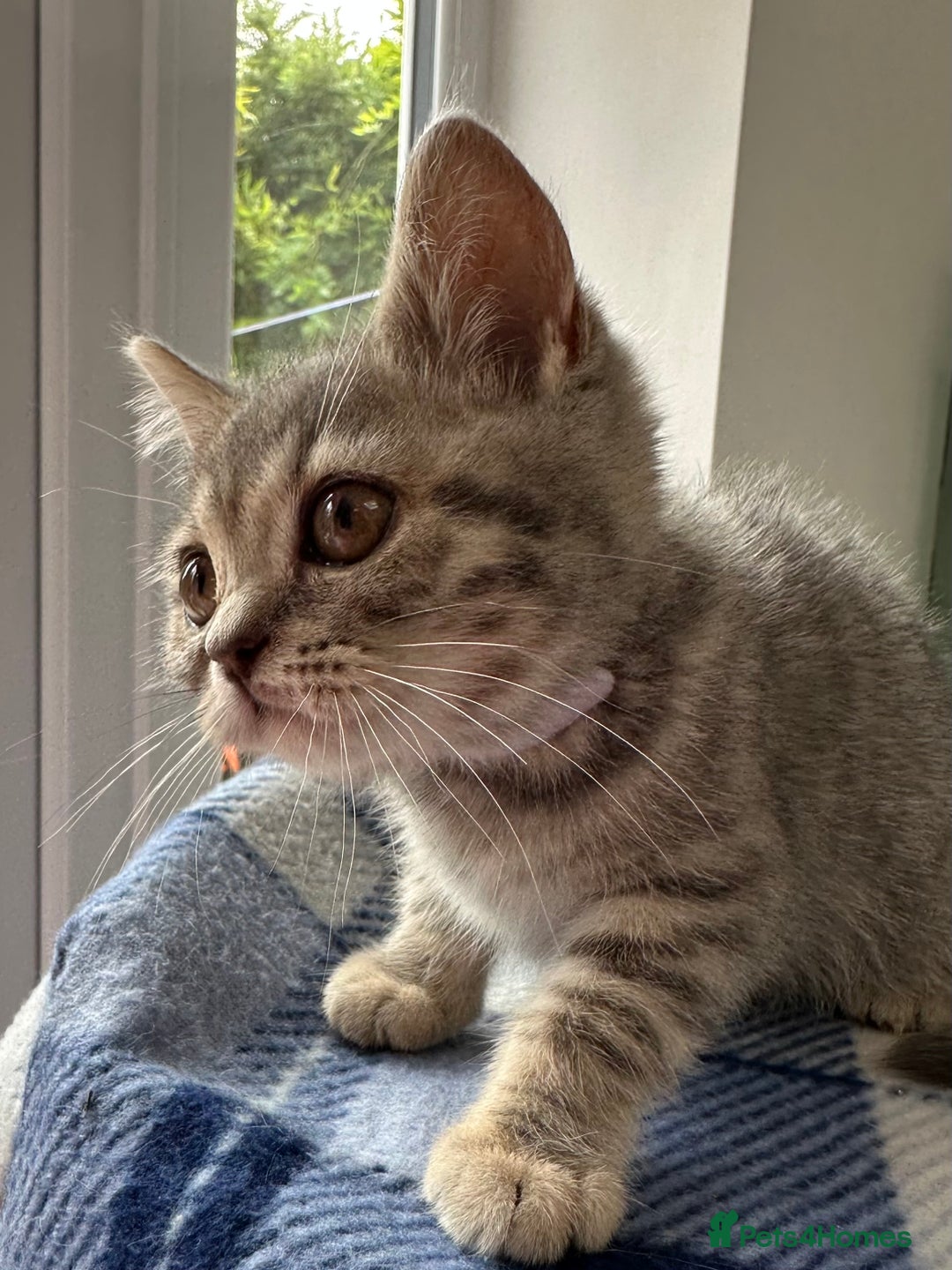 British Shorthair cats for sale: Purebred British Shorthair Grey Stripe Kittens - Image 14