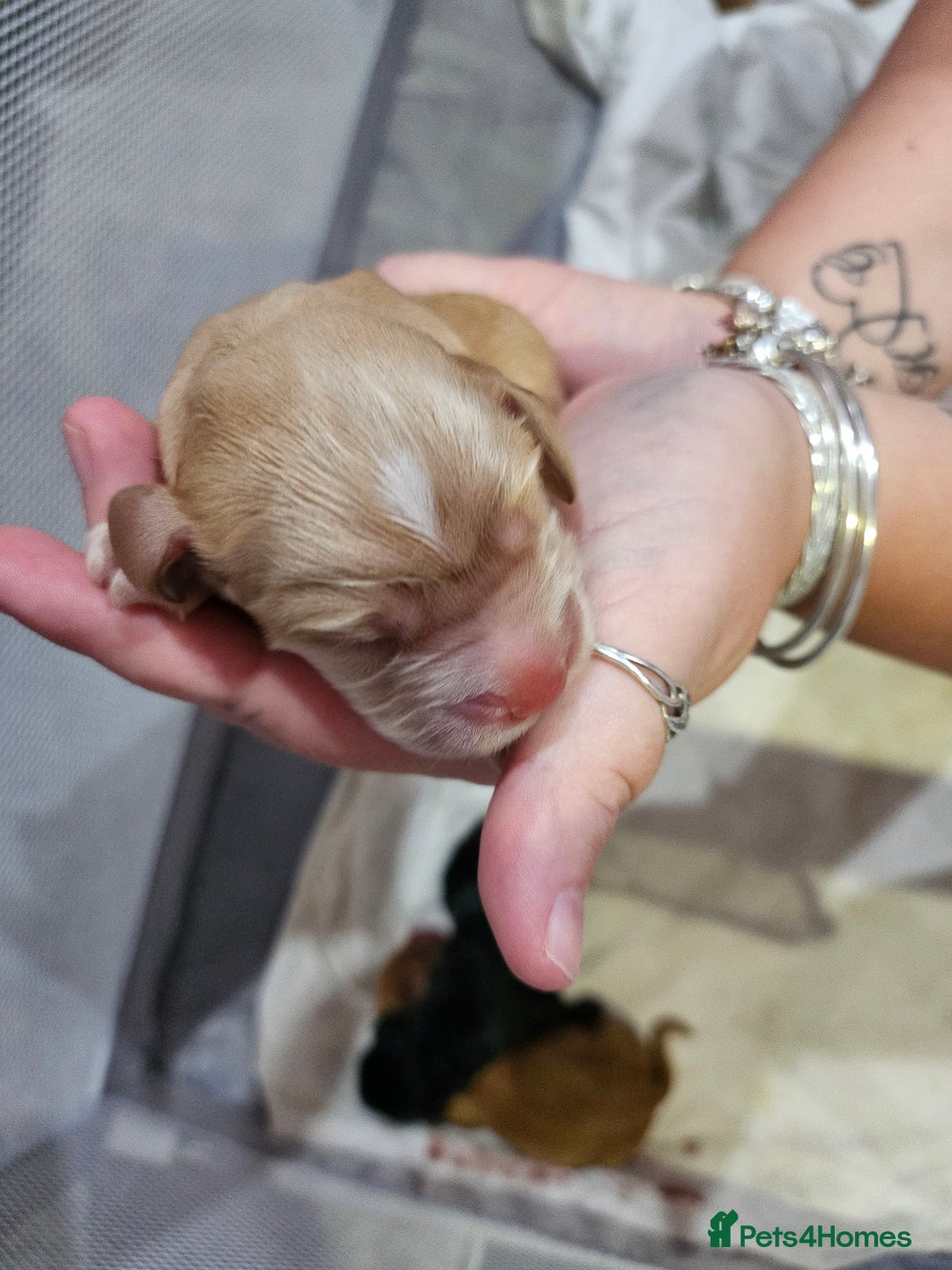 Cocker Spaniel dogs for sale: Cocker spaniel pups - Image 6