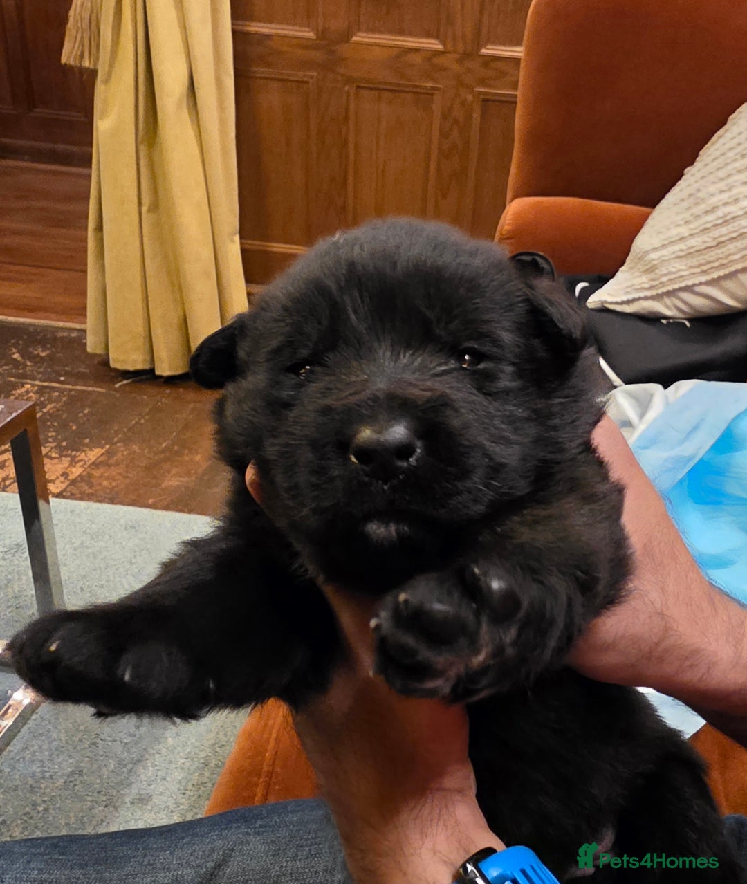 German Shepherd dogs for sale: Rare All-Black GSD Girls - Parents Owned & Present - Advert 25