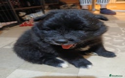Pomsky dogs for sale: Adorable Pomsky Puppies For Sale - Image 10