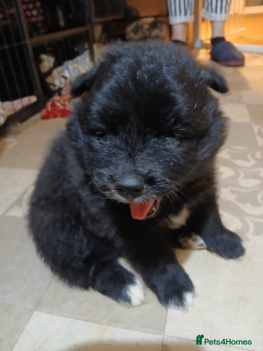 Pomsky dogs for sale: Adorable Pomsky Puppies For Sale - Image 10