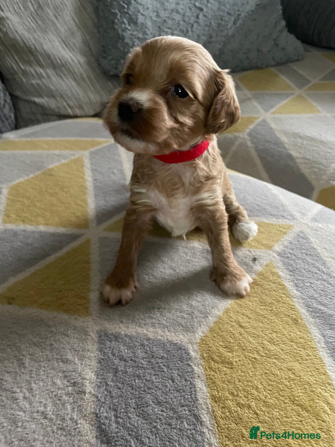 Mixed Breed dogs for sale: Miniature pups, will be available 5th  February  - Advert 4