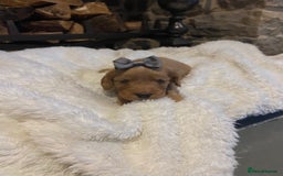 Cockapoo dogs for sale: Gorgeous litter of  F1 Cockapoo’s - Image 7