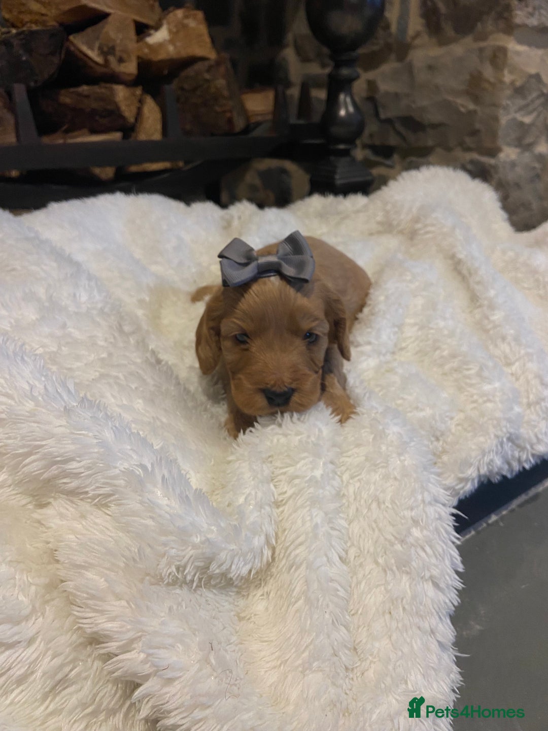 Cockapoo dogs for sale: Gorgeous litter of  F1 Cockapoo’s - Image 7