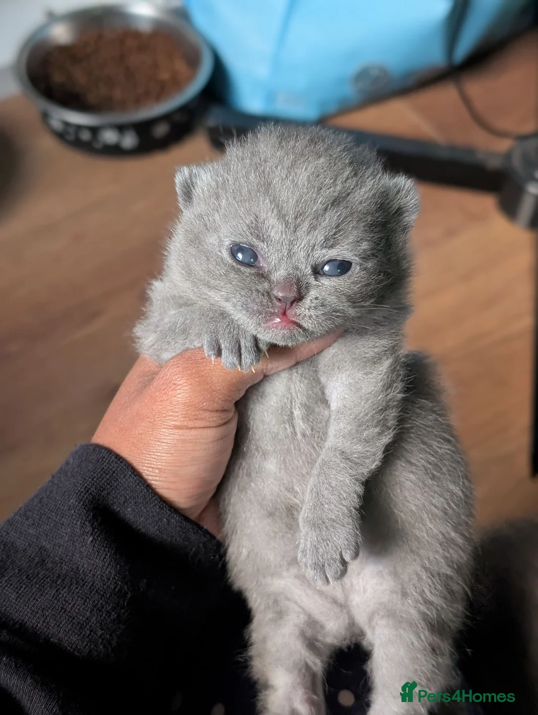 British Shorthair cats for sale: British shorthair and longhair kittens  - Advert 2