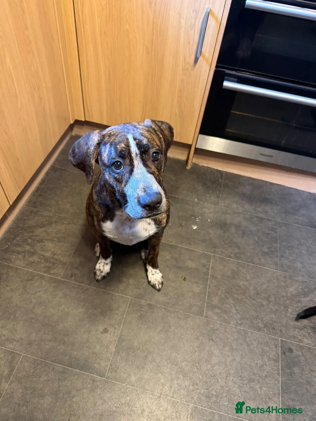 Presa Canario dogs for sale: 8 month old pup - Advert 2