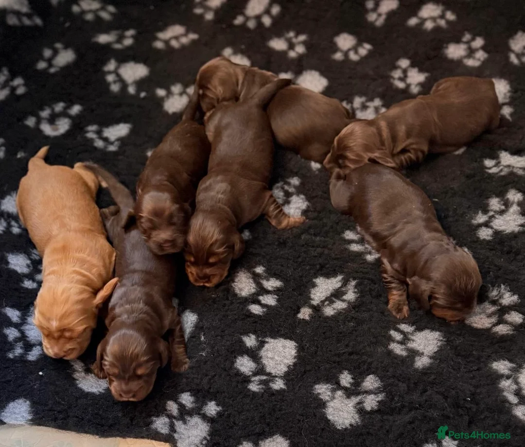 Cocker Spaniel dogs for sale: KC Registered Show-Type Cocker Spaniel Puppies - Advert 1