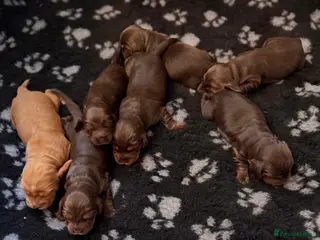 Cocker Spaniel dogs KC Registered Show-Type Cocker Spaniel Puppies - Advert 3