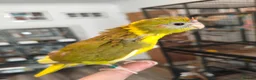 Parakeets birds for sale: Kakarikis - Hand Tame Babies  - Advert 4