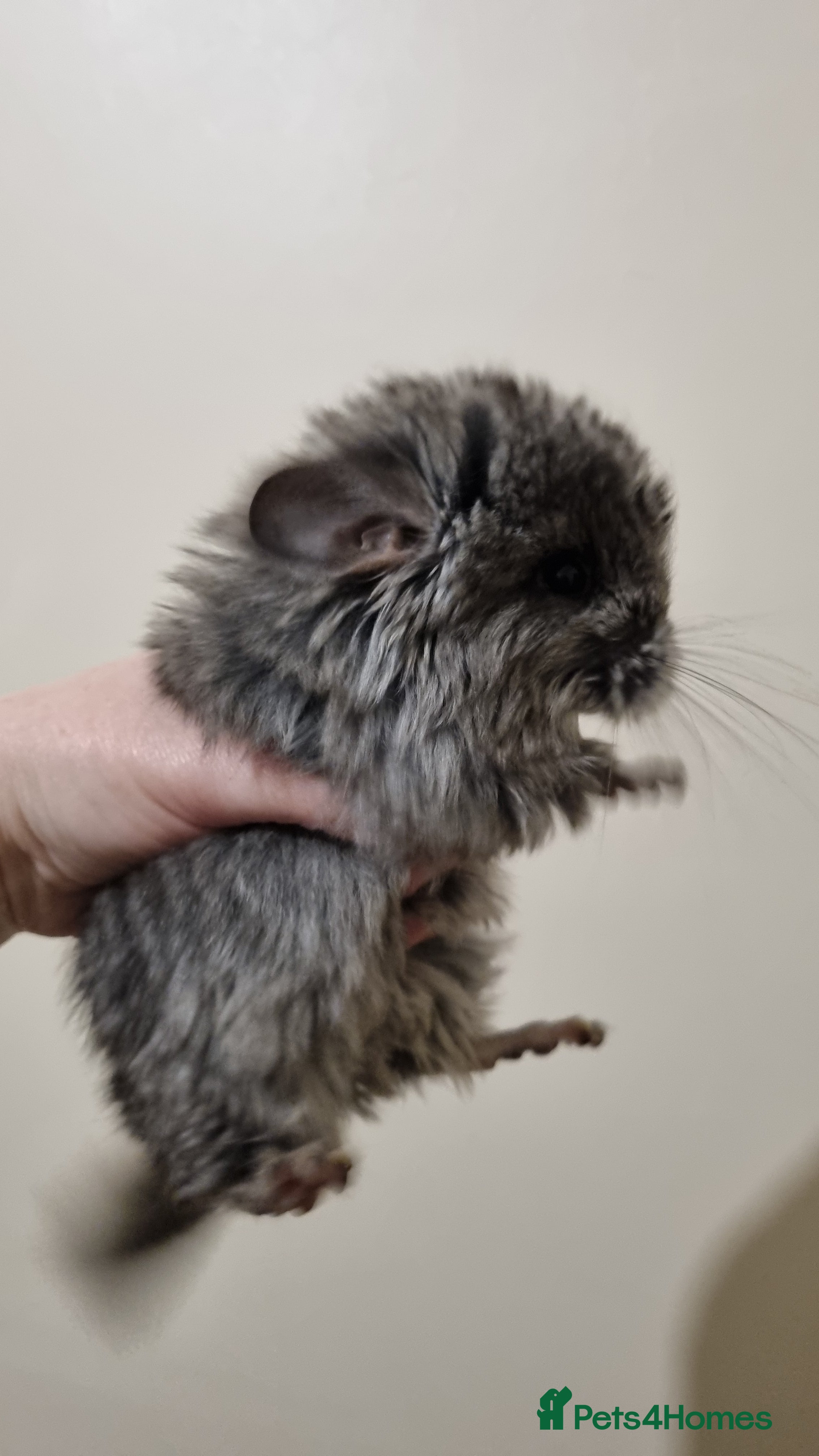 Chinchilla rodents Ebony angora male chinchillas - Advert 4