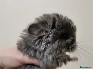 Chinchilla rodents Ebony angora male chinchillas - Advert 4