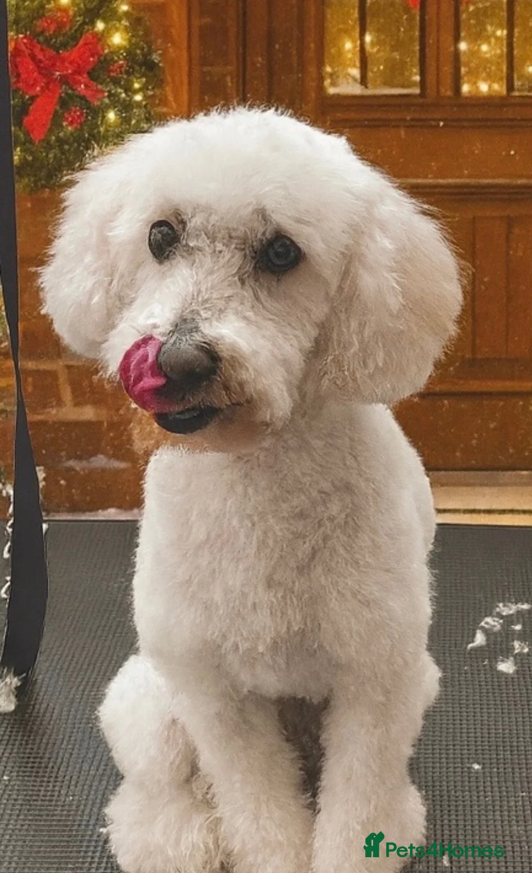 Cavapoo dogs for sale: **2 puppies ready to leave** - Advert 1