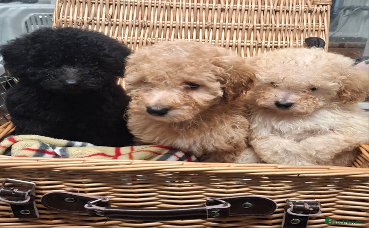 Poodle dogs Minature poodle pups - Advert 4