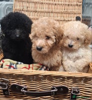 Poodle dogs Minature poodle pups - Advert 4