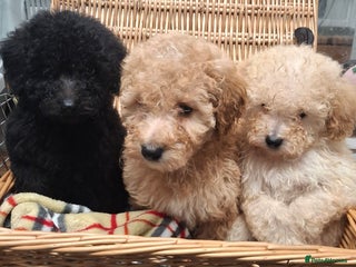 Poodle dogs Minature poodle pups - Advert 2