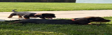 Dachshund 4 - orange collar - wild boar