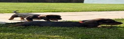 Dachshund dogs for sale: Wire haired standard dachshund teckel puppies  - Advert 11